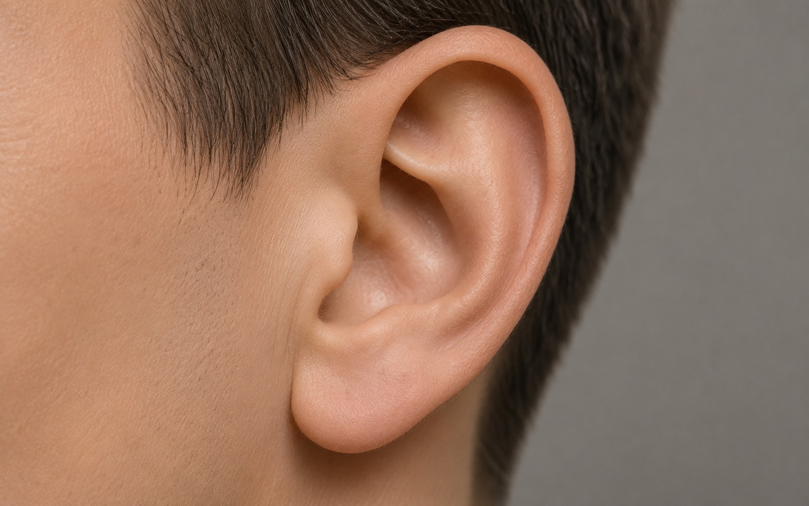 Ear anatomy cover